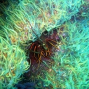 California spiny lobsteri, brittle stars, MPA, MLPA, Heal the Bay